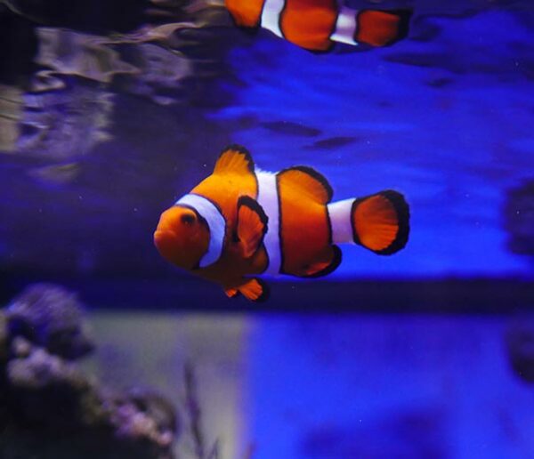 Aquatic Reef Design Ocala Tanks Service Aquariums Fish Coral Aquatic reef design ocala tanks service aquariums fish coral