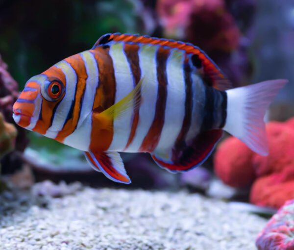 Aquariums available now in Ocala, Florida Saltwater, Freshwater, Reef