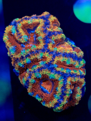 Aquatic Reef Design Ocala | Tanks & Service | Aquariums, Fish, Coral ...