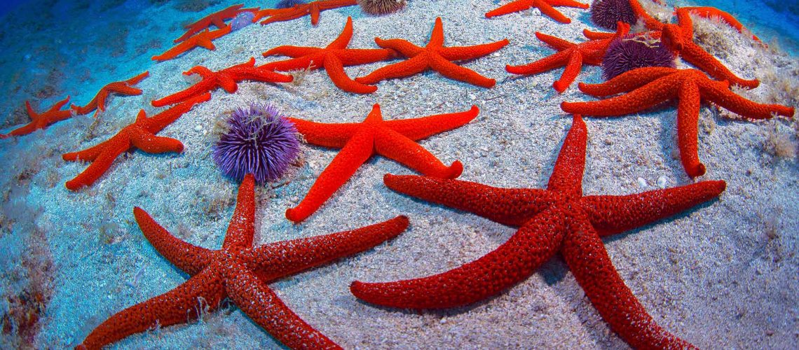 Red Starfish