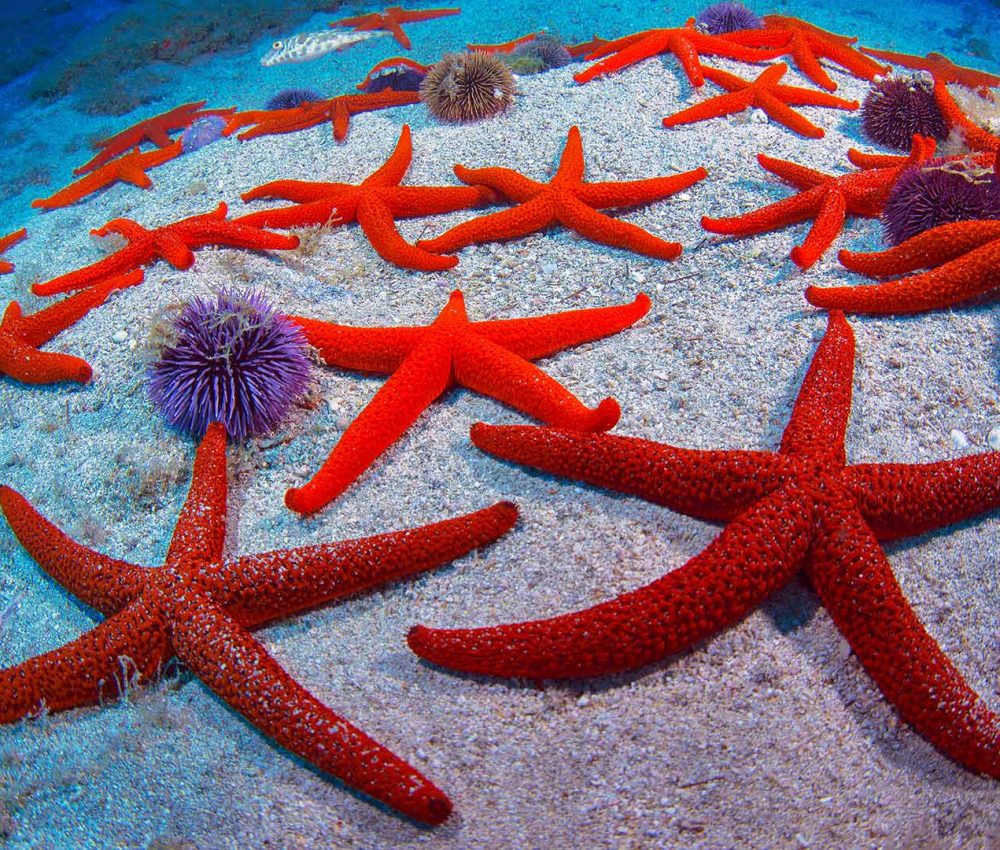 Red Starfish