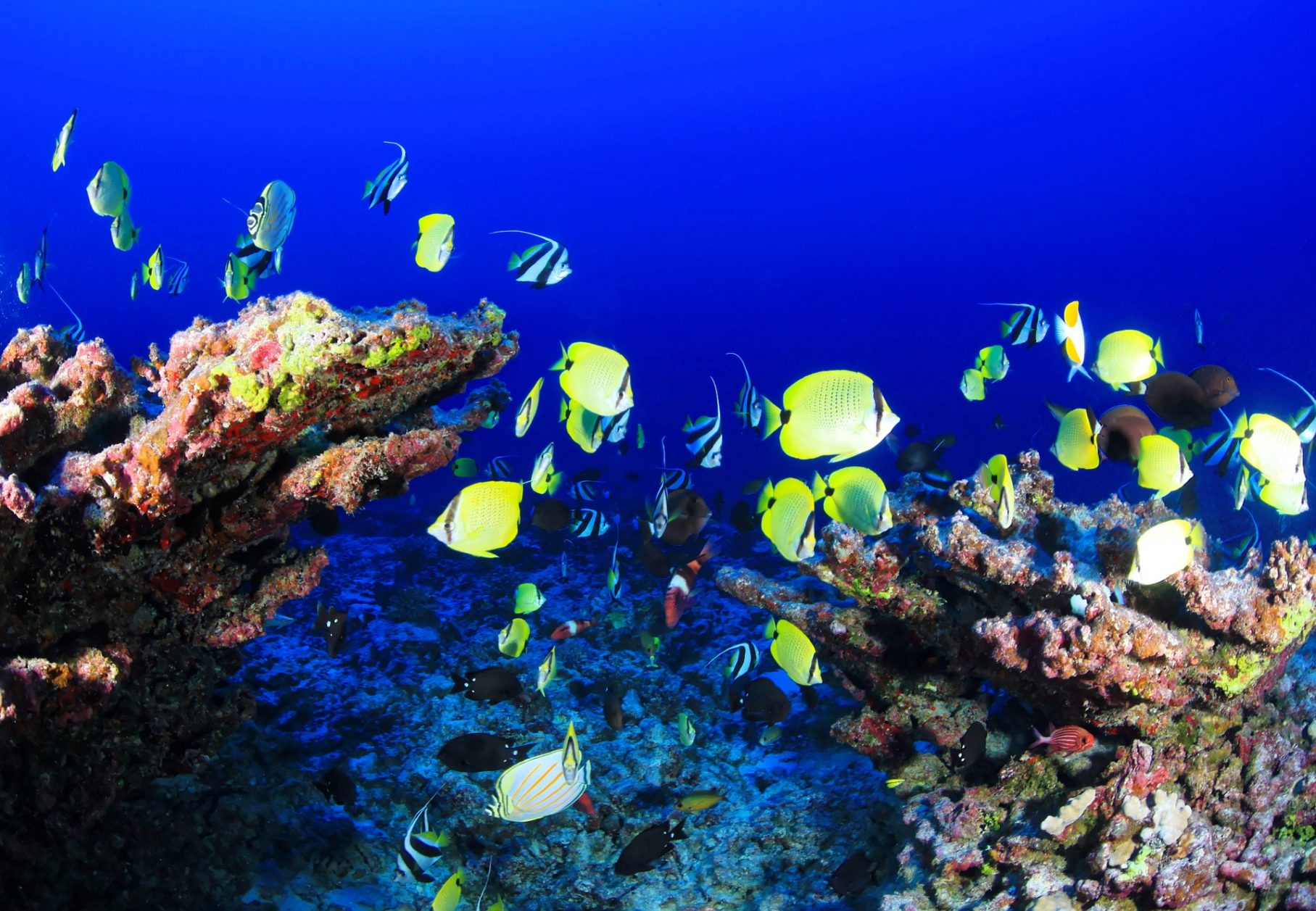 coral-reef-954057_1920